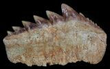 Fossil Cow Shark (Hexanchus) Tooth - Morocco #35019-1
